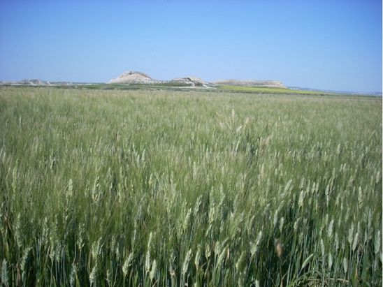 FOTO TRIGO 