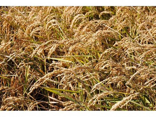 ARROZ