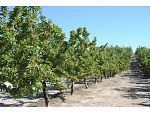 almendros