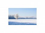 NIEVE