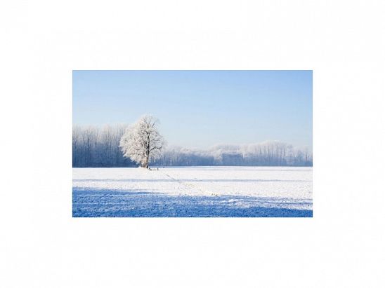 NIEVE