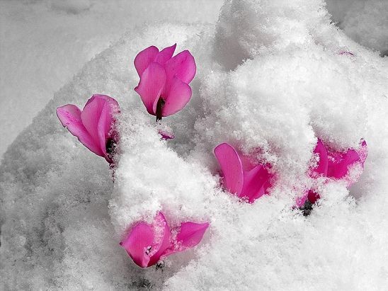 NIEVE
