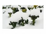 PARTE DE NIEVE 11-04-2021