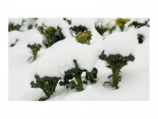 PARTE DE NIEVE 11-04-2021
