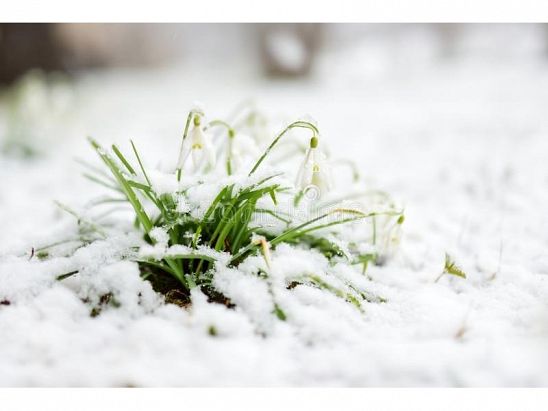 PARTE DE NIEVE 14-03-2021 PARTE DE NIEVE 14-03-2021